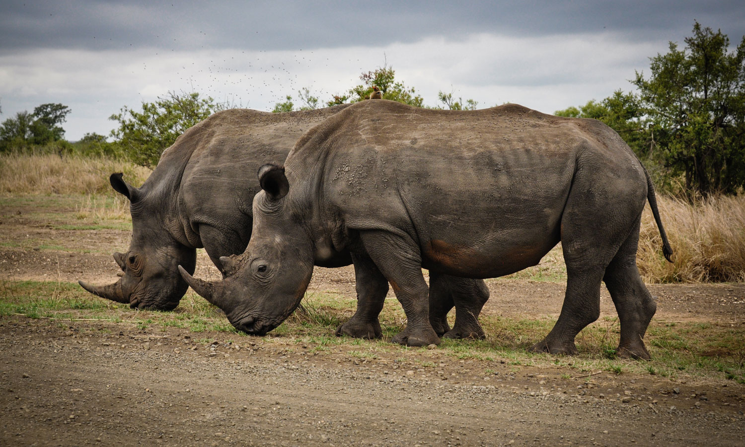 Serengeti: The Struggle to Save the Rhino! - Wild Edens Project