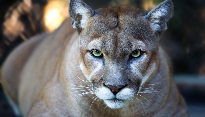 Eastern puma pronounced extinct sale