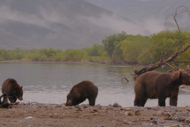 42 WER STILLS_HABITAT_ Kamchatka_3 Bears on waters edge