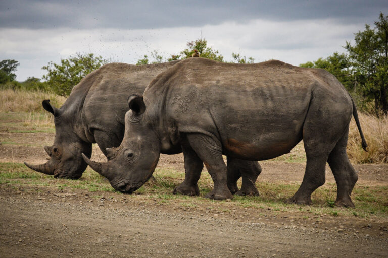 africa-animals-big-631292