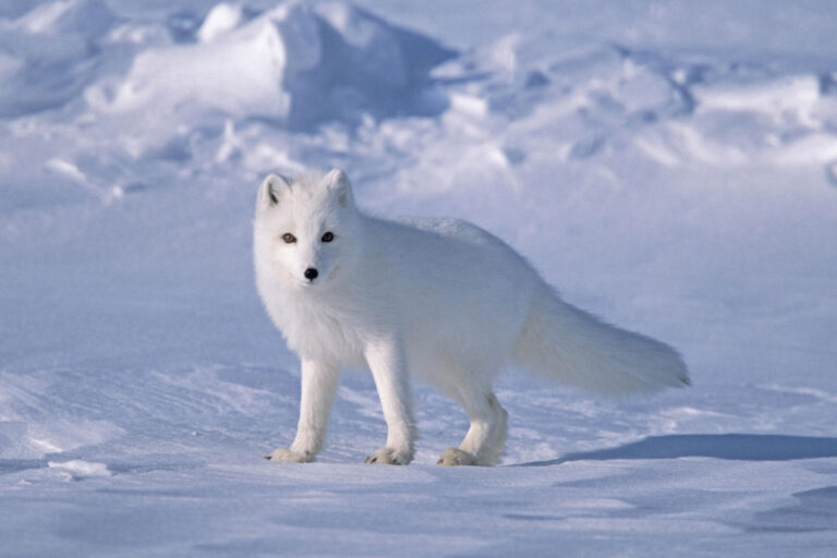 arctic_fox
