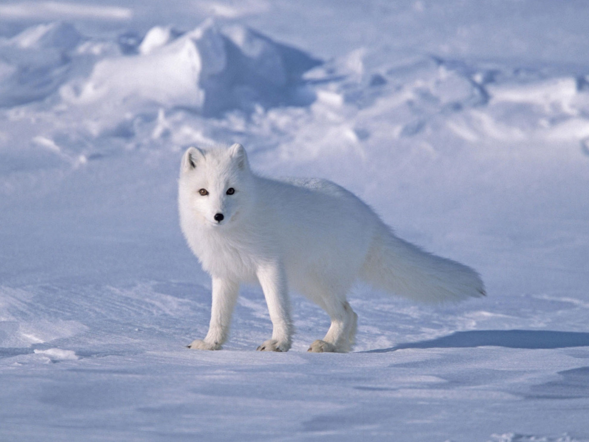 Arctic
