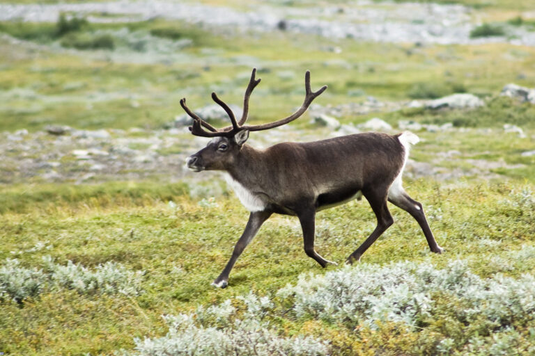 kartinki24_ru_animals_deer_0001